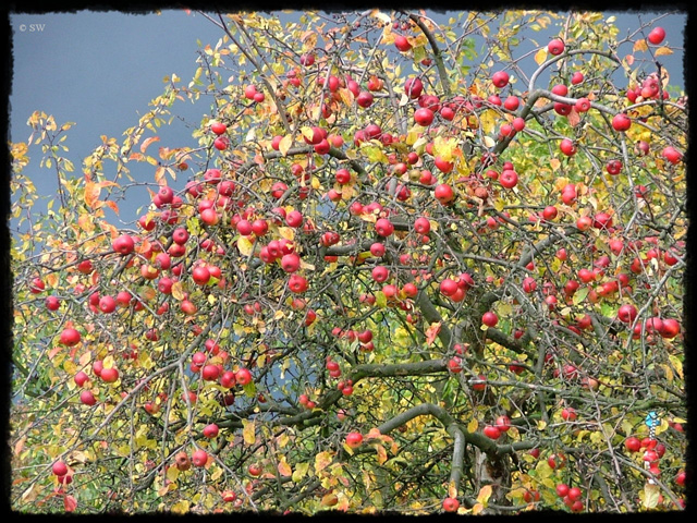 P-Herbst1