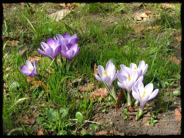 P-Krokus04