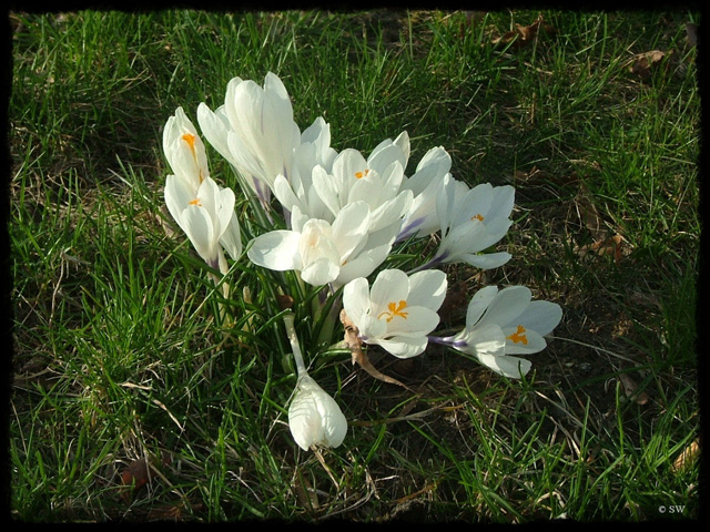 P-Krokus05
