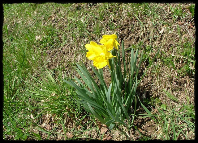 P-Narzisse1