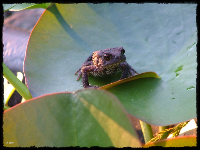 T-Frosch04
