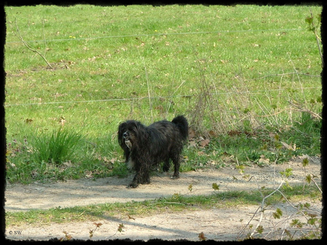 T-Hund02