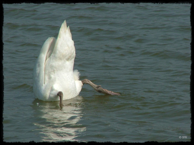 T-Schwan02